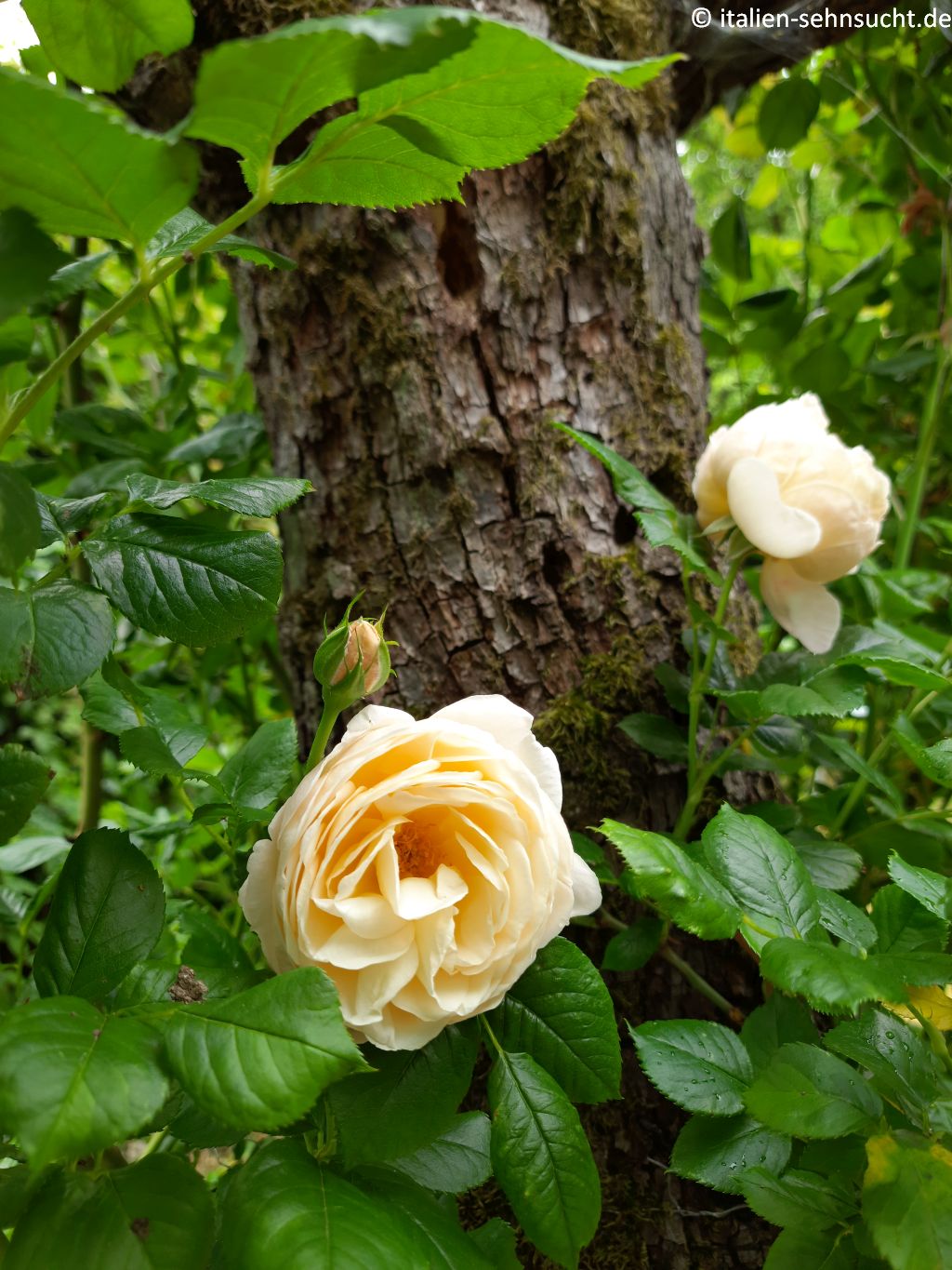 Eine pastellorangefarbene Rose vor sattem Grün und einem Baumstamm